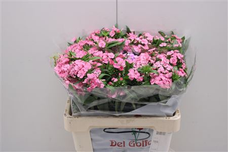 <h4>Dianthus Ba Aldo Pink</h4>