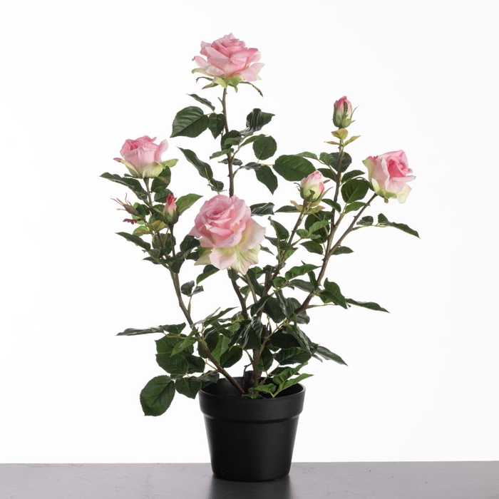 <h4>Af Rosa In Pot H64cm Pink</h4>
