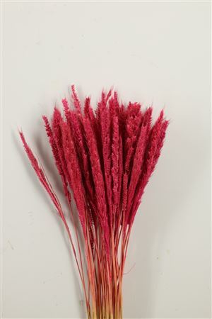 <h4>Dried Pinion Grass Pink Bunch</h4>