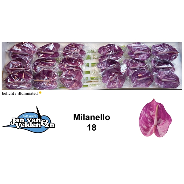 <h4>Milanello 18</h4>