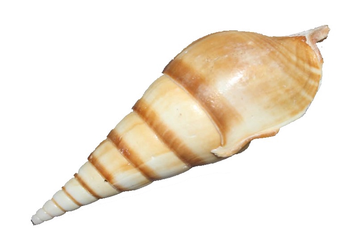 Shell Brown eluthani 1 kg in poly