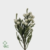 Cape green silver brunia