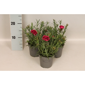 Dianthus caryophyllus Moutain Rose Red