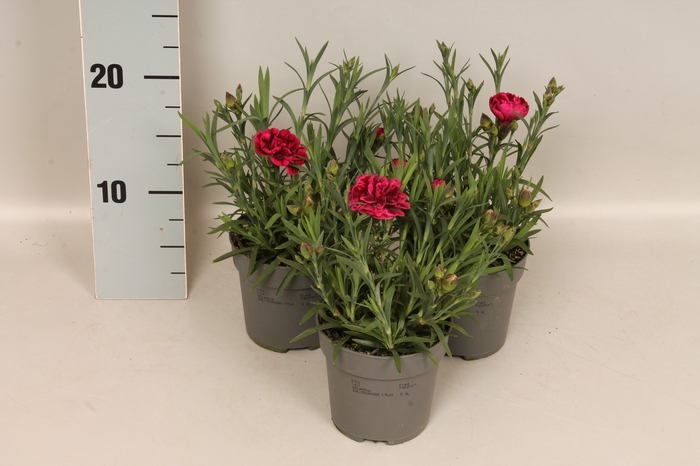 Dianthus caryophyllus Moutain Rose Red