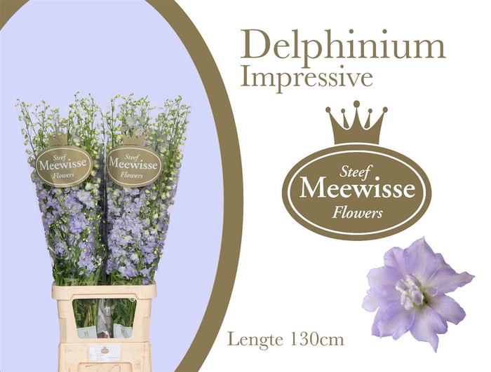 <h4>Delphinium el du dewi impressive</h4>
