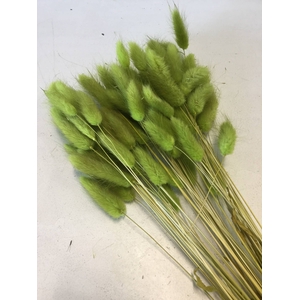 DRIED FLOWERS - LAGURUS APPLE GREEN 50GR