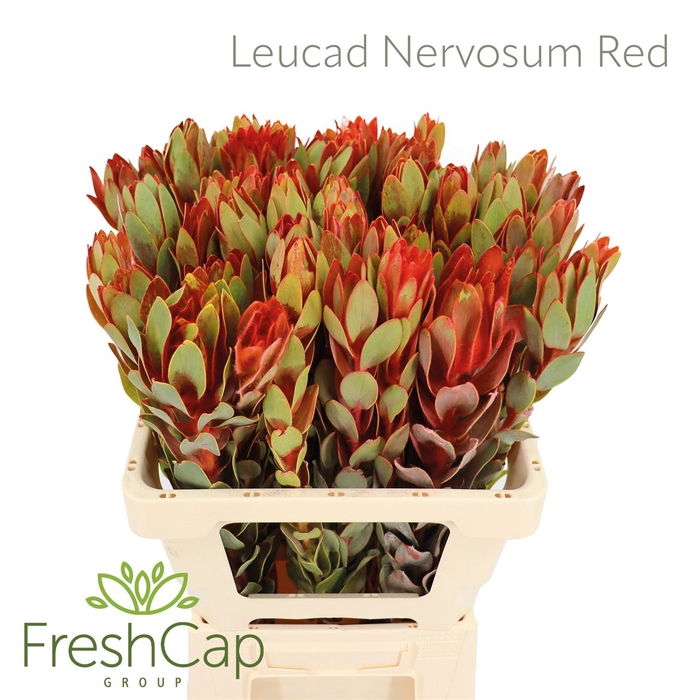 <h4>Leucad Nervosum Red</h4>