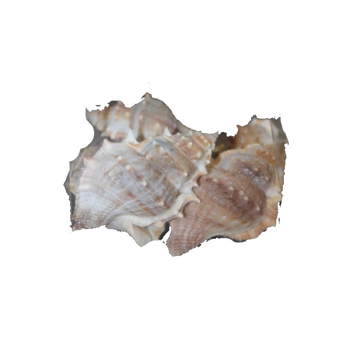<h4>Shell White chimmam 1 kg in poly</h4>