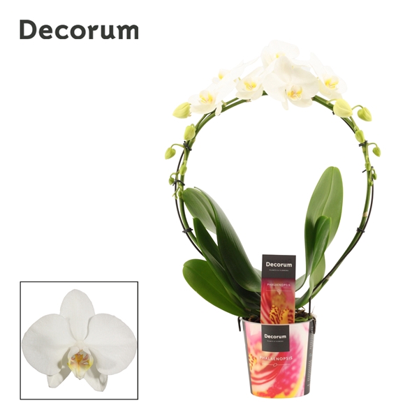 Phalaenopsis boog wit (Decorum)