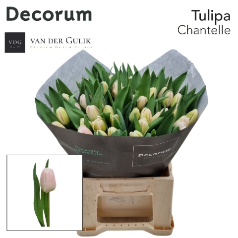 <h4>Tulipa si chantelle</h4>