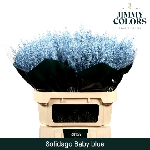<h4>Solidago paint blue light</h4>