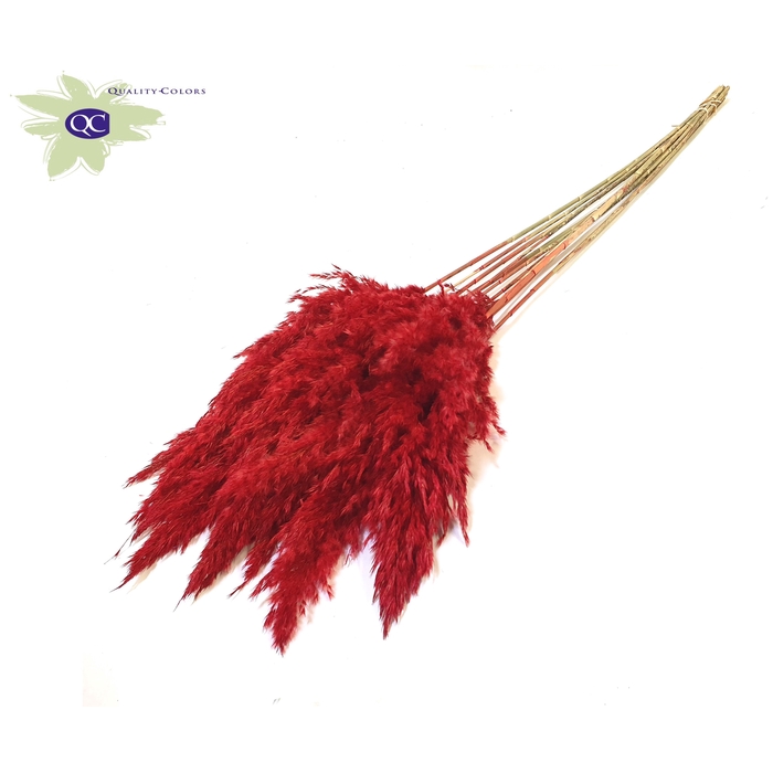 <h4>Pampas Grass 60cm 10stems per bunch Red</h4>
