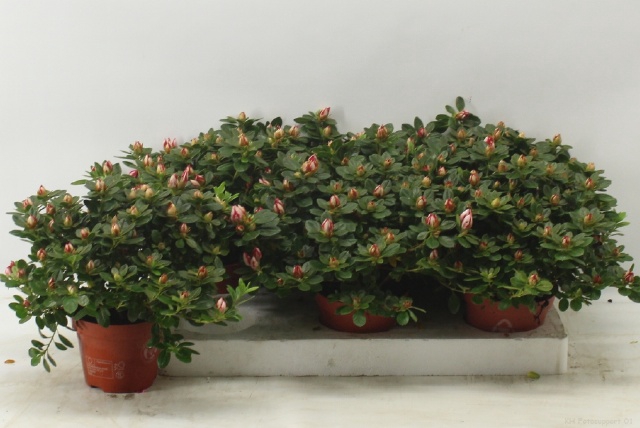 Rhododendron simsii Sachenstern 13Ø 32cm 32Ø