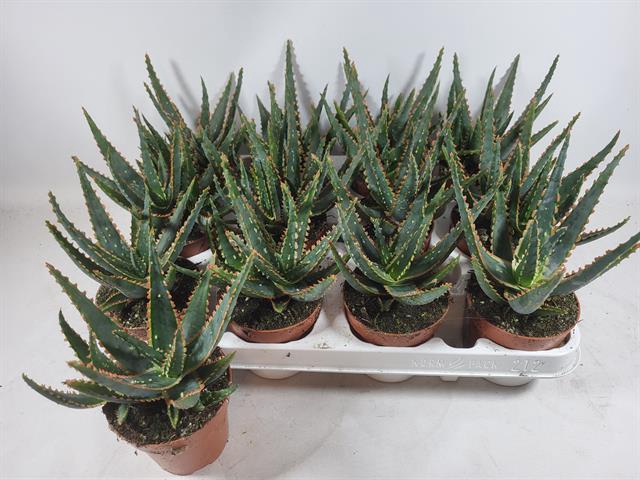 Aloe Spectabilis (Cites) 8,5Ø 12cm