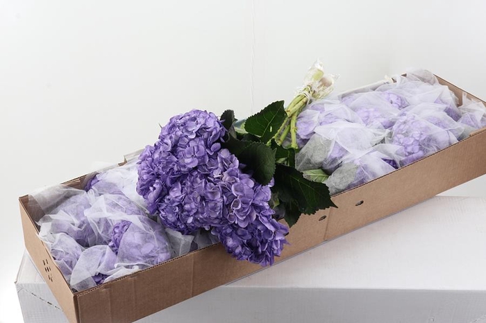<h4>Hydr Violeta Tinted Sel Box</h4>