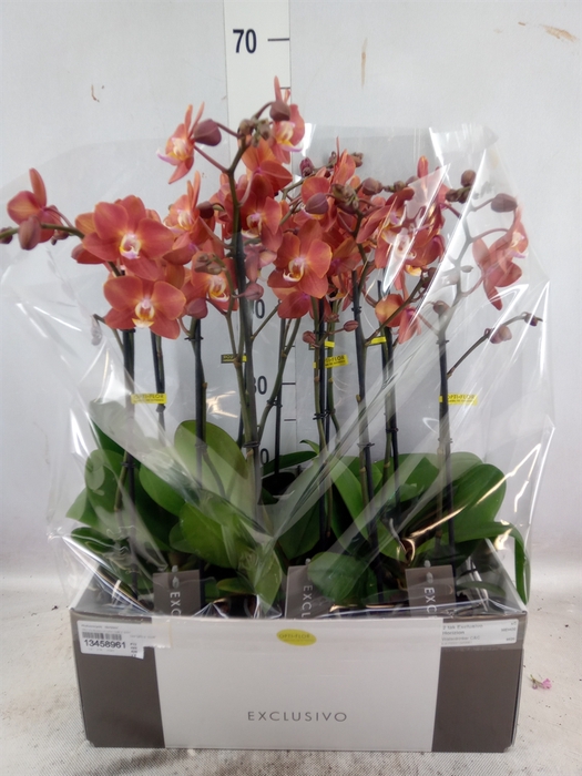 <h4>Phalaenopsis  'Horizion'</h4>