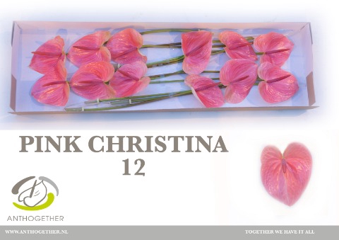 <h4>Anthurium Pink Christina</h4>