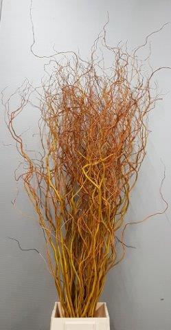 Salix Golden Curls
