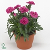 Hello Spring Dianthus Oscar in 23 cm Schaal Gemengd