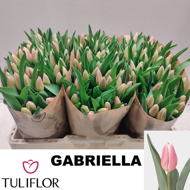 <h4>Tulipa si gabrielle</h4>