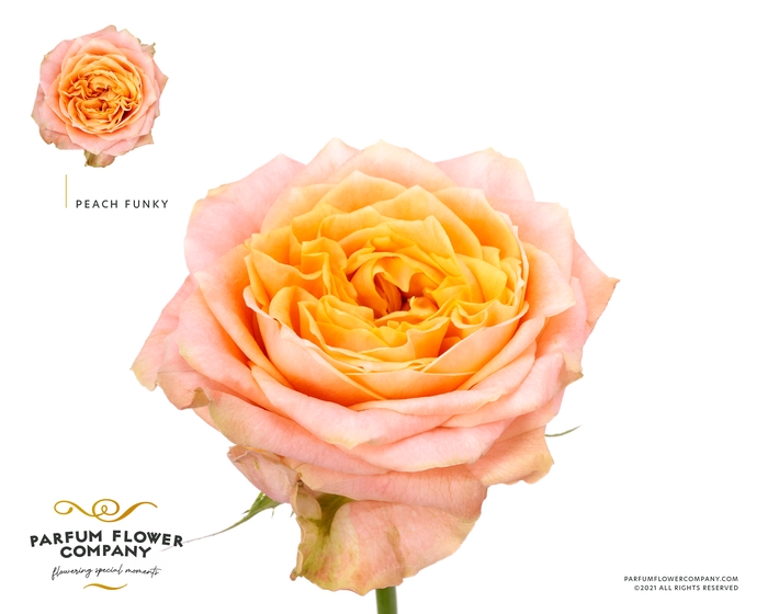 <h4>Rosa la garden peach funky</h4>