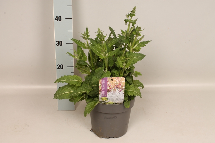 <h4>vaste planten 19 cm  Salvia Color Spires Azure Snow</h4>