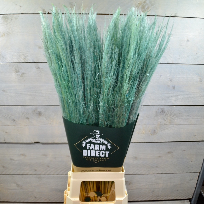 PAMPAS GREEN DRIED