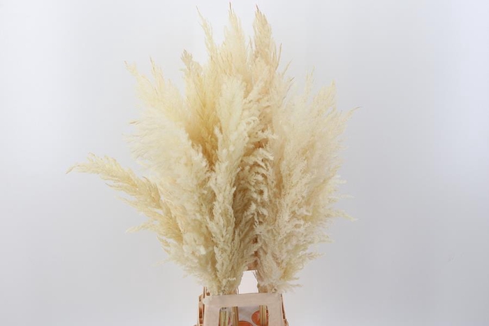<h4>Cortaderia Fluffy White Large</h4>