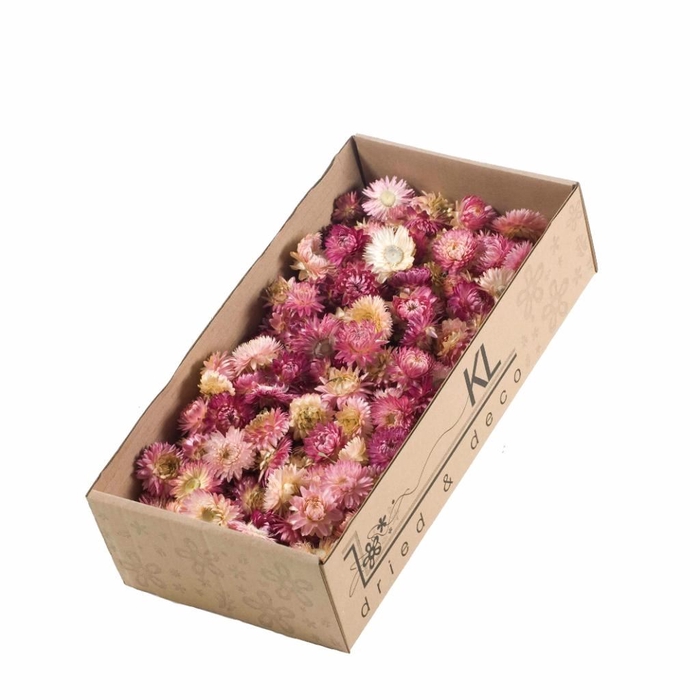 <h4>Helichrysum heads 100gr SB natural pink</h4>