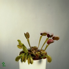 Dionaea Muscipula 12 cm