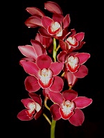 Cymbidium Red 5/7 blooms p/s