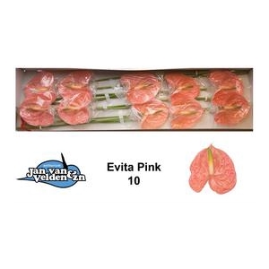 Anthurium Evita pink