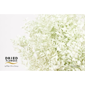 Dried Bleached Ruscus Mint Green
