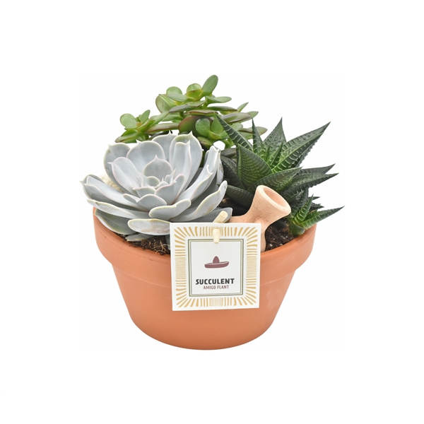 <h4>Arrangement Succulent in terracotta bowl 17 cm</h4>