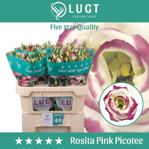 <h4>Lisianthus do rosita pink picotee</h4>