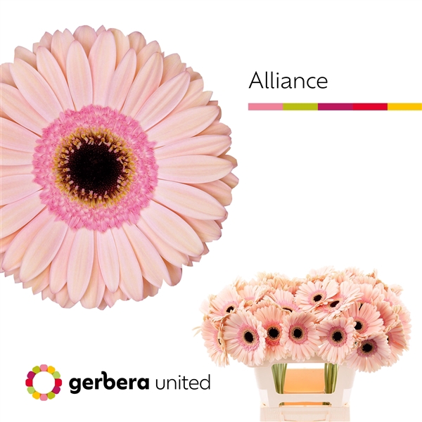 <h4>Ge Gr Alliance - Gerbera United</h4>