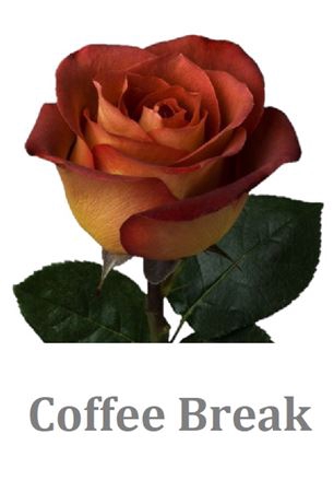<h4>R Gr Coffee Break</h4>
