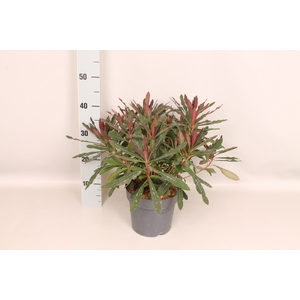 vaste planten 19 cm  Euphorbia amygdaloides Purpurea