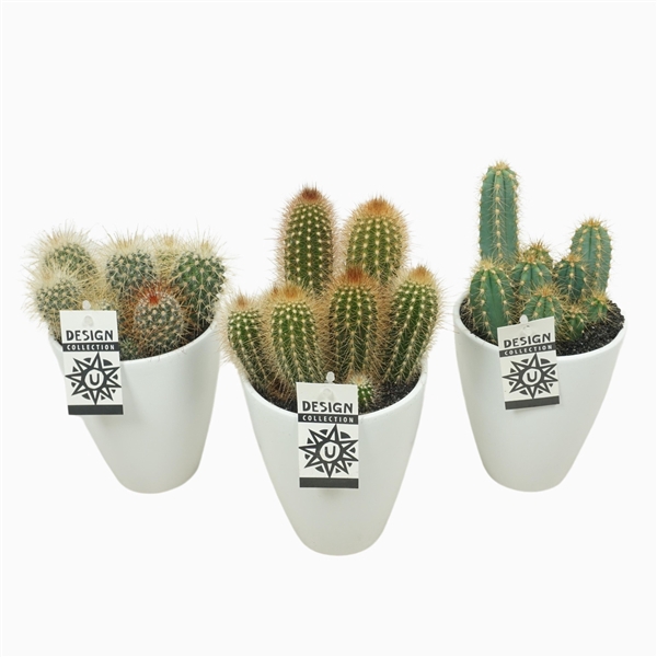 <h4>Cactus mix in ronde pot `chic` 13 cm met etiket</h4>