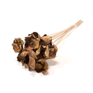DRIED FLOWERS - PALMCUP ON STICK 10PCS NATURAL