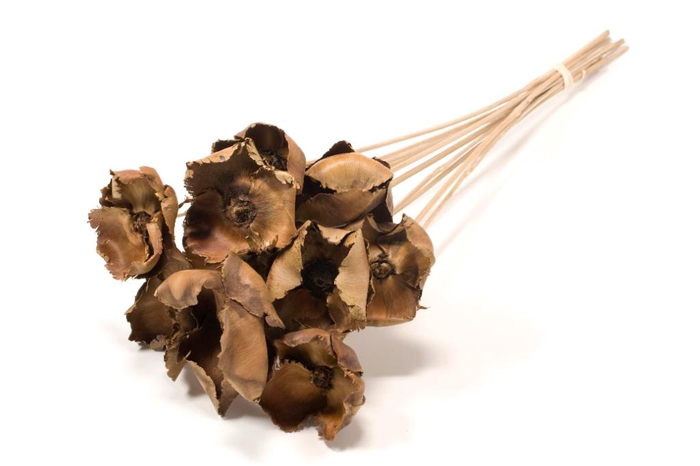 DRIED FLOWERS - PALMCUP ON STICK 10PCS NATURAL