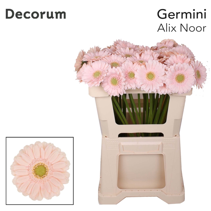 Germini Alix-Noor