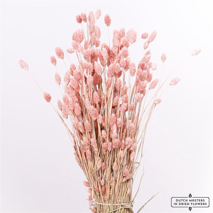 <h4>Dried Phalaris X5 Frosted L. Pink Bunch</h4>