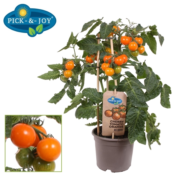 PICK-&-JOY® Cherry Tomato Orange