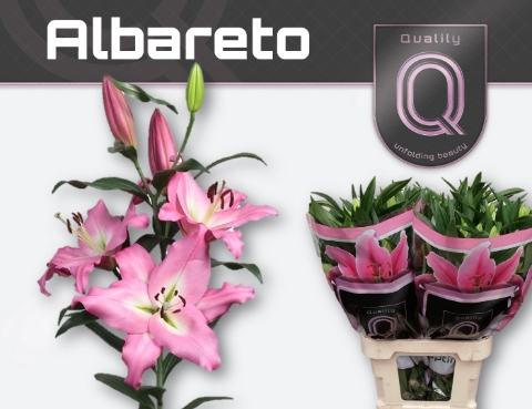 <h4>Lilium or albareto</h4>
