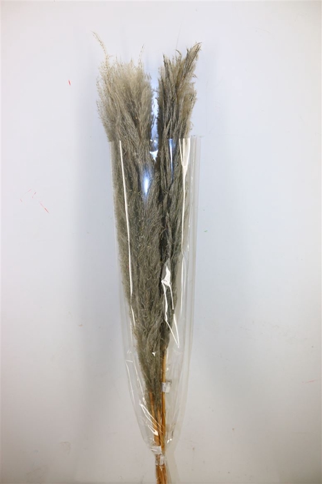 Dried Cortaderia Dadang Grey 110cm