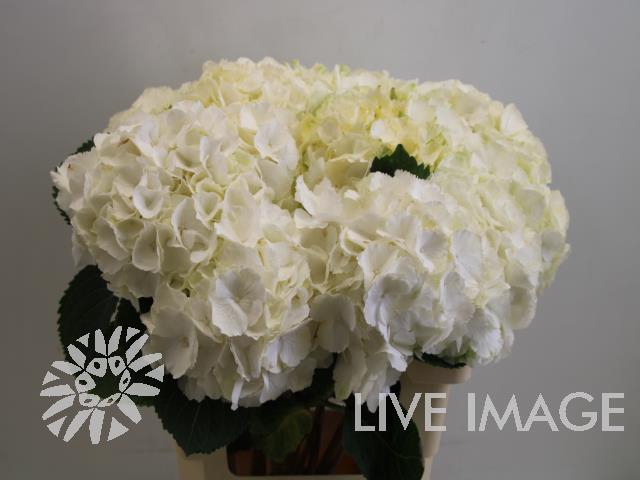 Hydrangea white verena