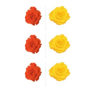 Roses éternelles Orange - Yellow