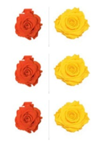 Roses éternelles Orange - Yellow