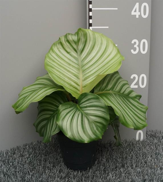 Calathea Orbifolia 12Ø 35cm